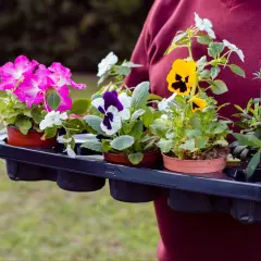 Różowe petunie, fioletowo-białe bratki i żółte jaskry – idealne kwiaty na balkon w kwietniu.