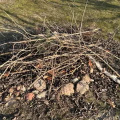 Kupa suchych gałęzi i liści na trawie, gotowa do rozpalenia ogniska. Czy można palić gałęzie na wsi? To zależy od przepisów.