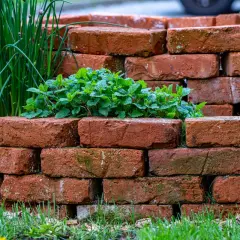 Obrzeża z cegły w ogrodzie tworzą naturalną ramę dla zielonej mięty i szczypiorku.