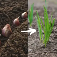 Sadzonki czosnku w ziemi i młode zielone pędy. Obraz pokazuje, jak rośnie czosnek od ząbka do kiełkującej rośliny.