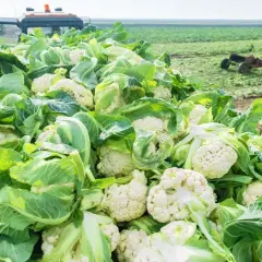 Góra świeżych, białych kalafiorów z zielonymi liśćmi, gotowa do zbioru. W tle widać pole i ciągniki, pokazujące, jak rośnie kalafior.
