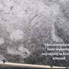 Szara kostka z charakterystycznymi białymi wykwitami, często w kształcie kółeczek, tworzącymi ciekawy wzór.