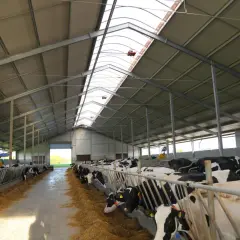 Nowoczesna, tania obora dla bydła mięsnego z jasnym dachem i rzędami pasących się krów.