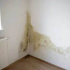 Widoczna wilgoć na ścianach w rogu pokoju, tworząca zielonkawo-brązowe plamy. Obok grzejnik i fragment okna.