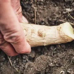 Dłoń umieszcza kawałek korzenia w ziemi, rozpoczynając proces, jak sadzić chrzan.