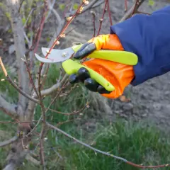 Ręka w pomarańczowej rękawicy z sekatorem wykonuje cięcie brzoskwini. Gałązka z pąkami czeka na przycięcie.