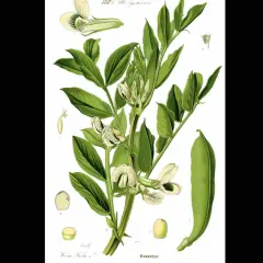 Ilustracja botaniczna bobu. Widać łodygę z liśćmi, kwiatami i strąkiem. Zastanawiasz się, ile bobu z jednego krzaka?