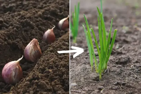 Sadzonki czosnku w ziemi i młode zielone pędy. Obraz pokazuje, jak rośnie czosnek od ząbka do kiełkującej rośliny.