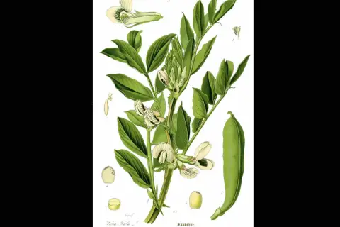 Ilustracja botaniczna bobu. Widać łodygę z liśćmi, kwiatami i strąkiem. Zastanawiasz się, ile bobu z jednego krzaka?