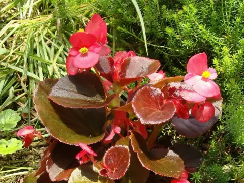 Begonia stale kwitnąca - uprawa, podlewanie i zimowanie