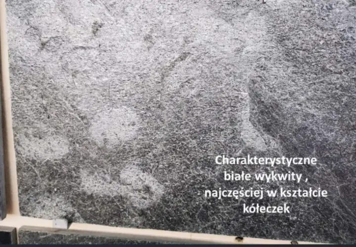 Szara kostka z charakterystycznymi białymi wykwitami, często w kształcie kółeczek, tworzącymi ciekawy wzór.