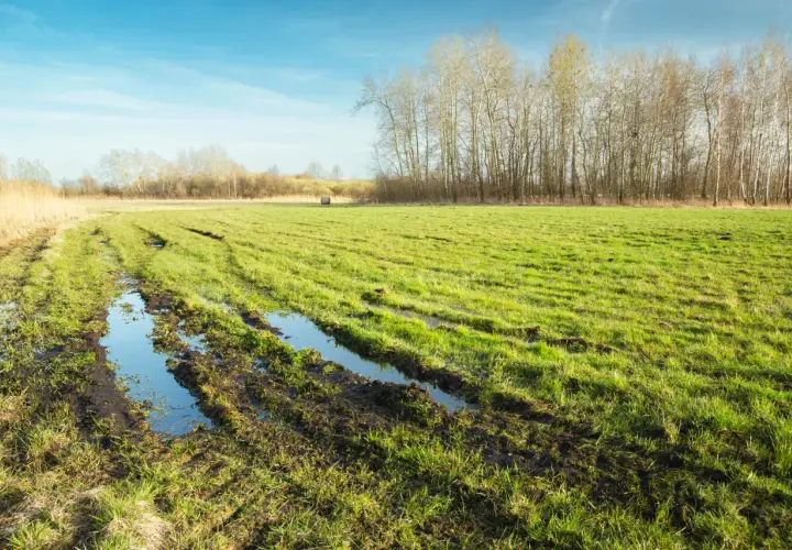 Błotniste koleiny na łące po deszczu. Widać, że melioracja co to, jest tu potrzebna, by osuszyć teren.