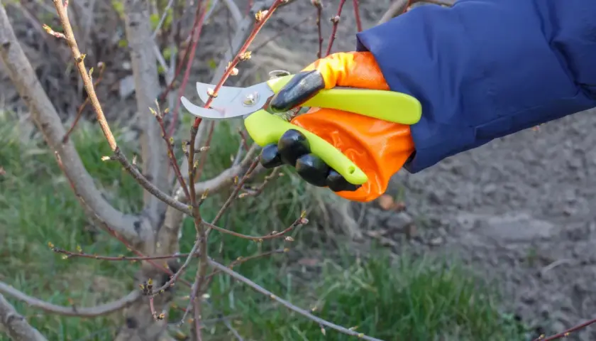 Ręka w pomarańczowej rękawicy z sekatorem wykonuje cięcie brzoskwini. Gałązka z pąkami czeka na przycięcie.