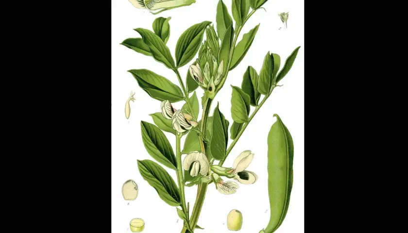 Ilustracja botaniczna bobu. Widać łodygę z liśćmi, kwiatami i strąkiem. Zastanawiasz się, ile bobu z jednego krzaka?