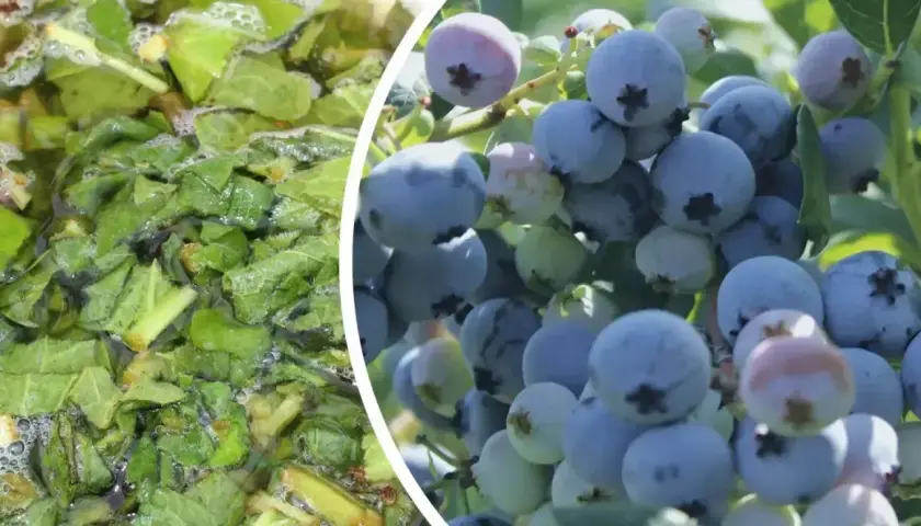 Domowy nawóz do borówek z liści. Obok dojrzewające borówki na krzaku.