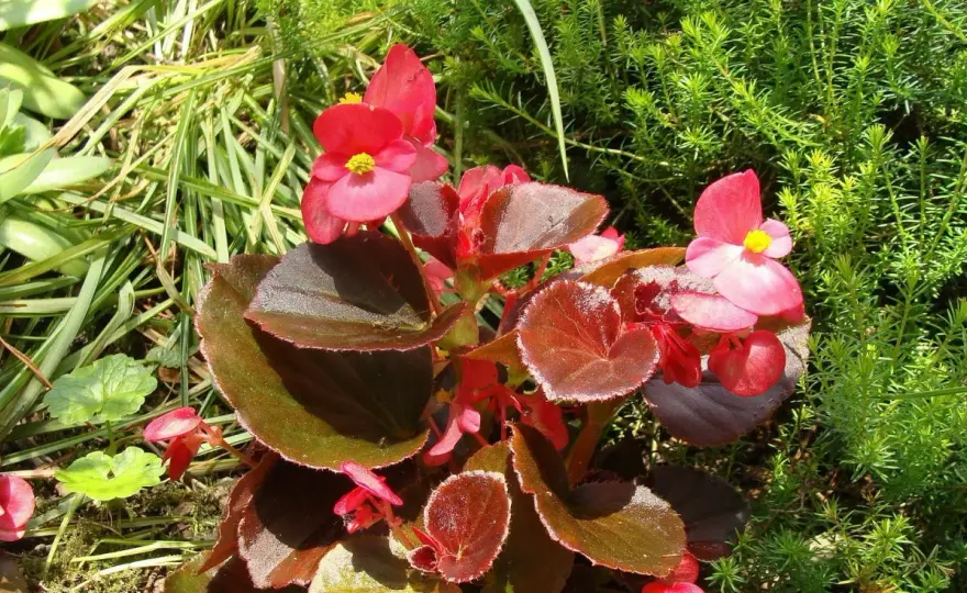 Begonia stale kwitnąca - uprawa, podlewanie i zimowanie