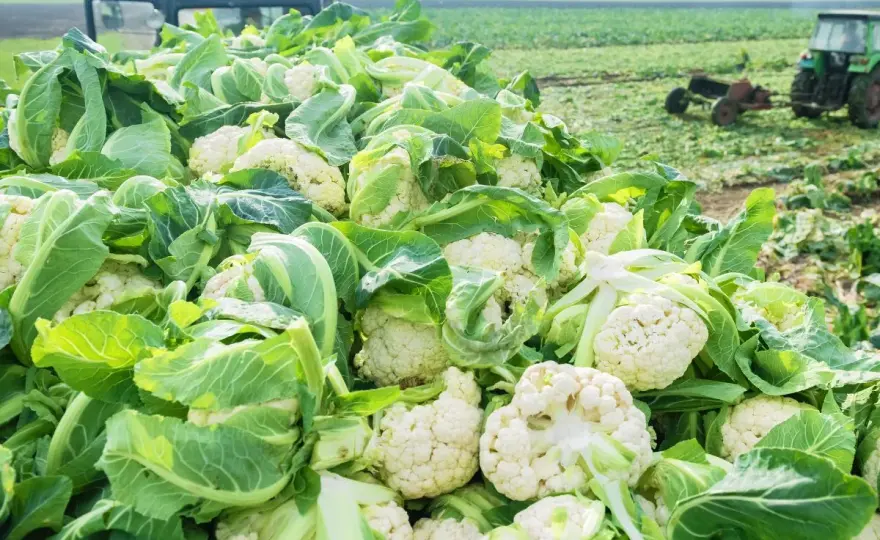 Jak uprawiać kalafior, by rósł zdrowo i tworzył zwartą różę?