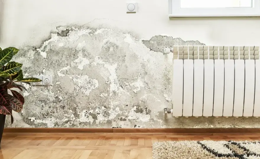 Pleśń na ścianie - pierwsze objawy i skuteczne rozwiązania