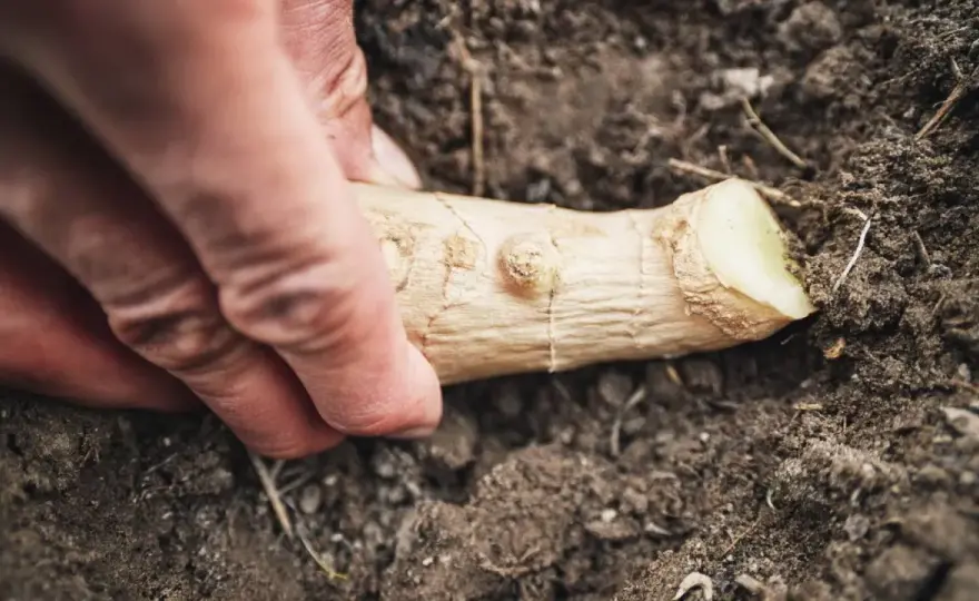 Jak sadzić chrzan, żeby korzeń był gruby i prosty?