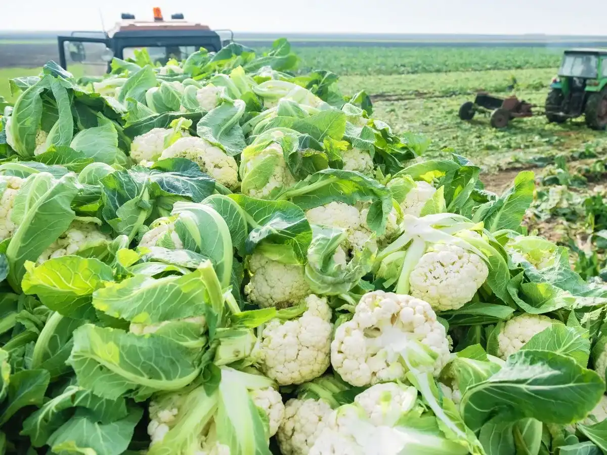 Jak uprawiać kalafior, by rósł zdrowo i tworzył zwartą różę?