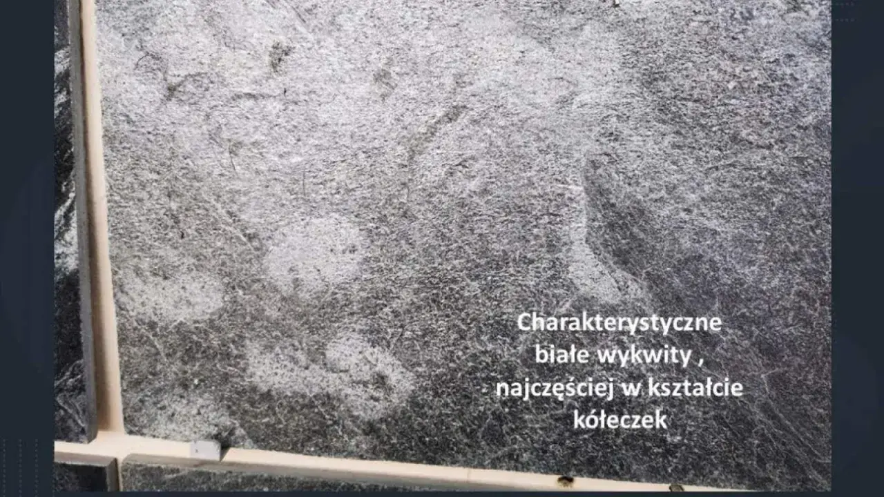Szara kostka z charakterystycznymi białymi wykwitami, często w kształcie kółeczek, tworzącymi ciekawy wzór.