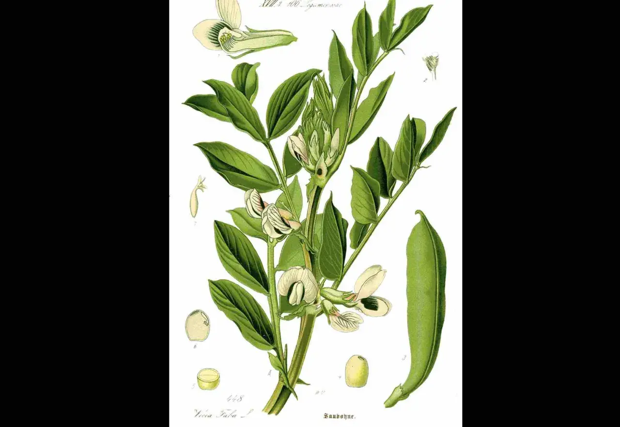 Ilustracja botaniczna bobu. Widać łodygę z liśćmi, kwiatami i strąkiem. Zastanawiasz się, ile bobu z jednego krzaka?