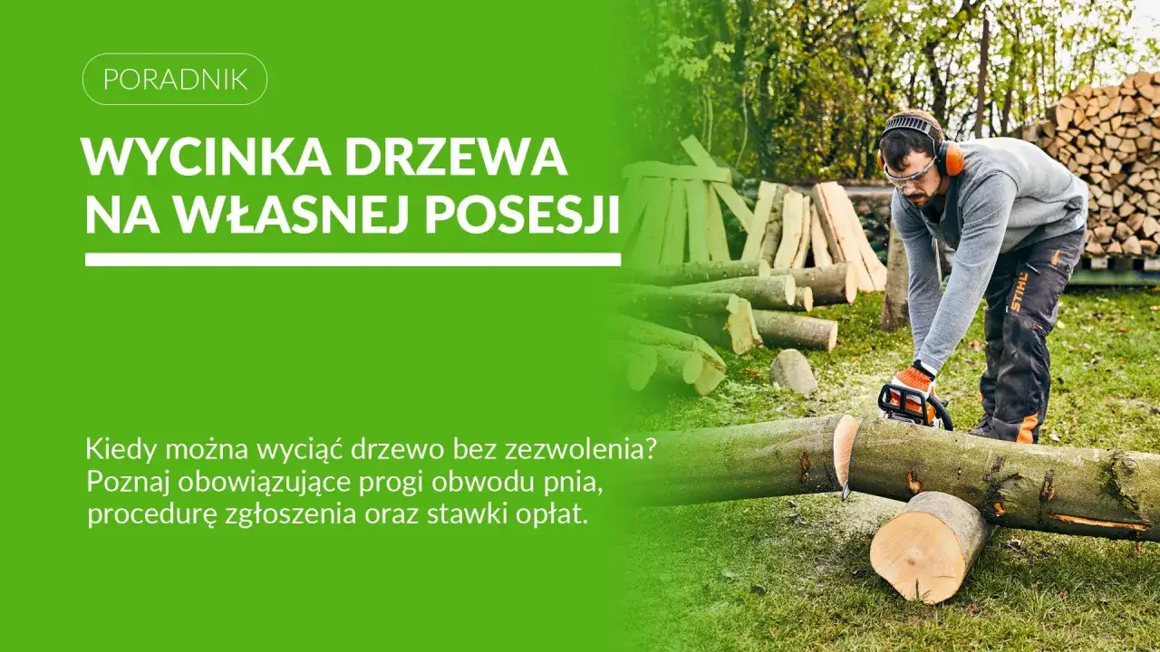 Mężczyzna z piłą łańcuchową tnie drzewo. Dowiedz się, kiedy można wyciąć drzewo bez zezwolenia na własnej posesji.