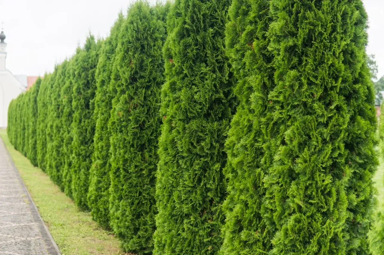 Rząd gęstych, zielonych żywotników tworzy naturalny żywopłot. Widać, jak szybko rosną tuje, tworząc zieloną ścianę.