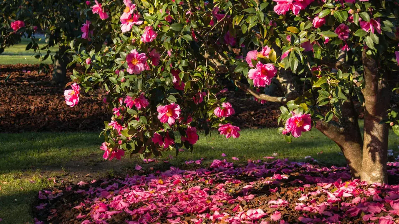 Kamelia japońska w ogrodzie obsypana różowymi kwiatami, z których opadłe płatki tworzą barwny dywan.