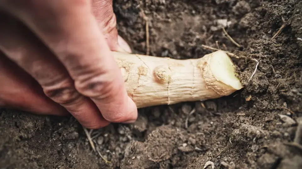 Jak sadzić chrzan, żeby korzeń był gruby i prosty?